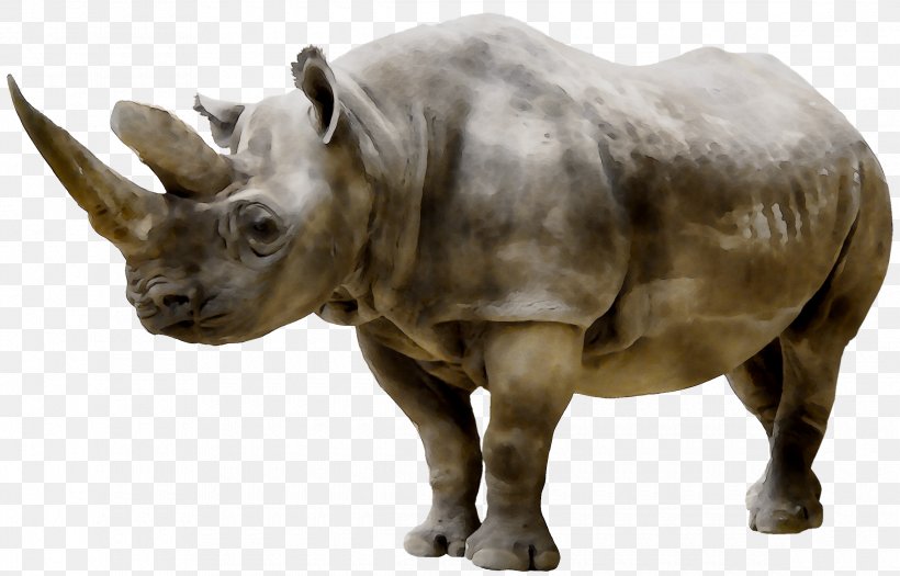 Rhinoceros Clip Art Nashorn Stock Photography Image, PNG, 2340x1499px, Rhinoceros, Animal Figure, Black Rhinoceros, Drawing, Horn Download Free