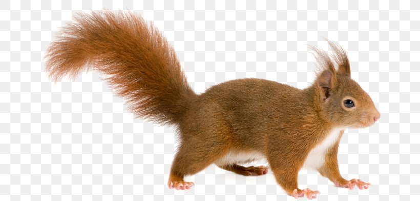 Squirrel Clip Art, PNG, 670x392px, Squirrel, Copying, Fauna, Fox Squirrel, Fur Download Free