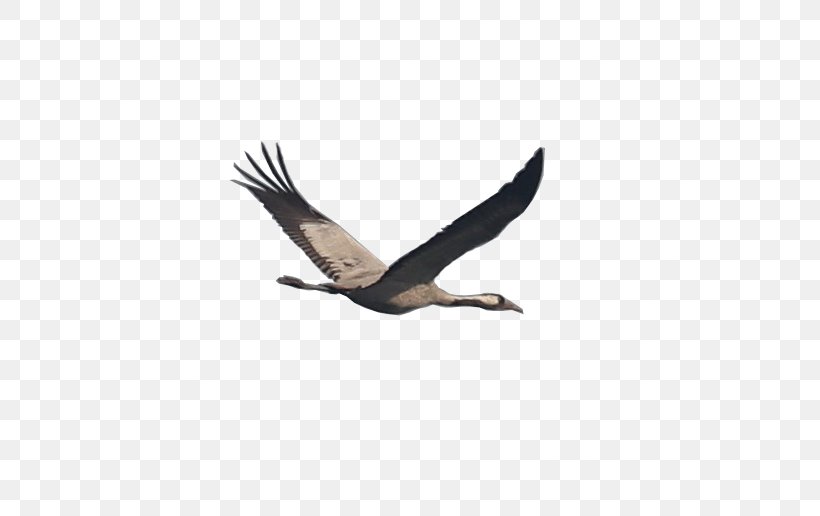 Bald Eagle Desktop Wallpaper Image Download, PNG, 736x516px, Bald Eagle, Accipitriformes, Beak, Bird, Bird Of Prey Download Free