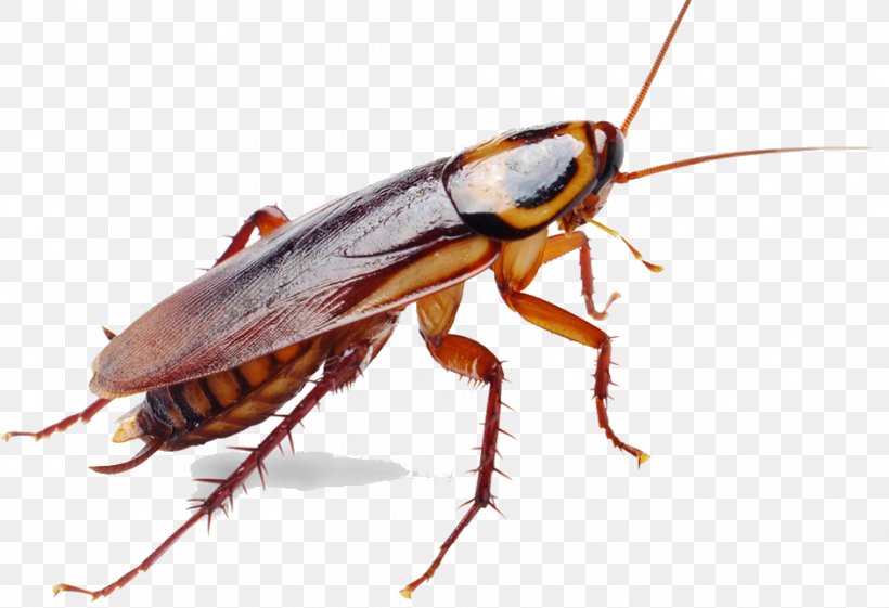 German Cockroach Insect Pest Control, PNG, 944x646px, Cockroach, American Cockroach, Arthropod, Diploptera, Diploptera Punctata Download Free