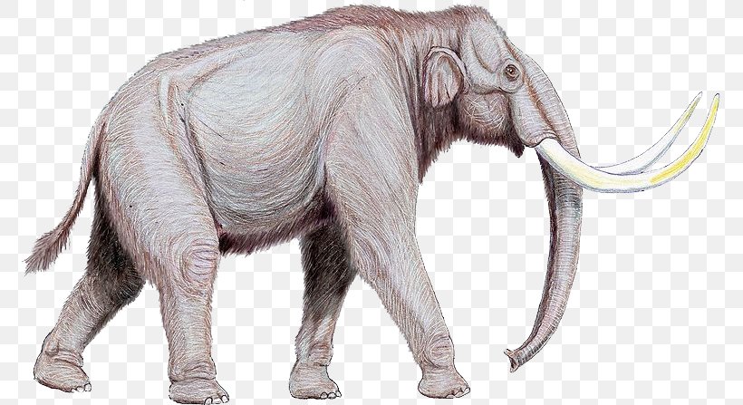 Mammoth Steppe Steppe Mammoth Extinction Elephant Proboscideans, PNG, 771x447px, Mammoth Steppe, African Elephant, Animal, Animal Figure, Elasmotherium Download Free