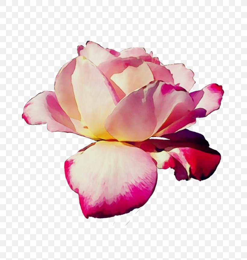 Rose, PNG, 852x900px, Watercolor, Chinese Peony, Flower, Flowering Plant, Hybrid Tea Rose Download Free