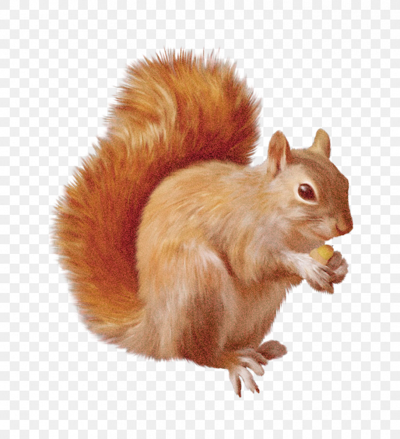 Squirrel Eurasian Red Squirrel Tail Fox Squirrel Fawn, PNG, 934x1024px, Squirrel, Eurasian Red Squirrel, Fawn, Fox Squirrel, Grey Squirrel Download Free