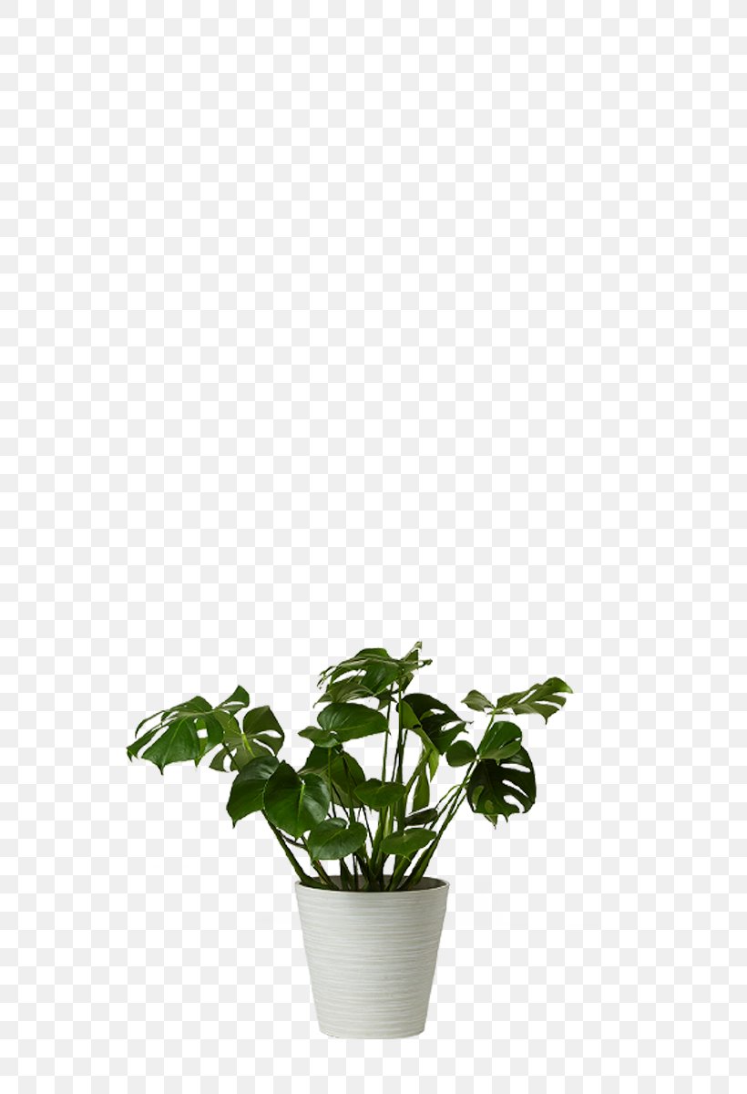 Swiss Cheese Plant Houseplant Flowerpot Chamaedorea, PNG, 800x1200px, Swiss Cheese Plant, Arecaceae, Arums, Chamaedorea, Family Download Free