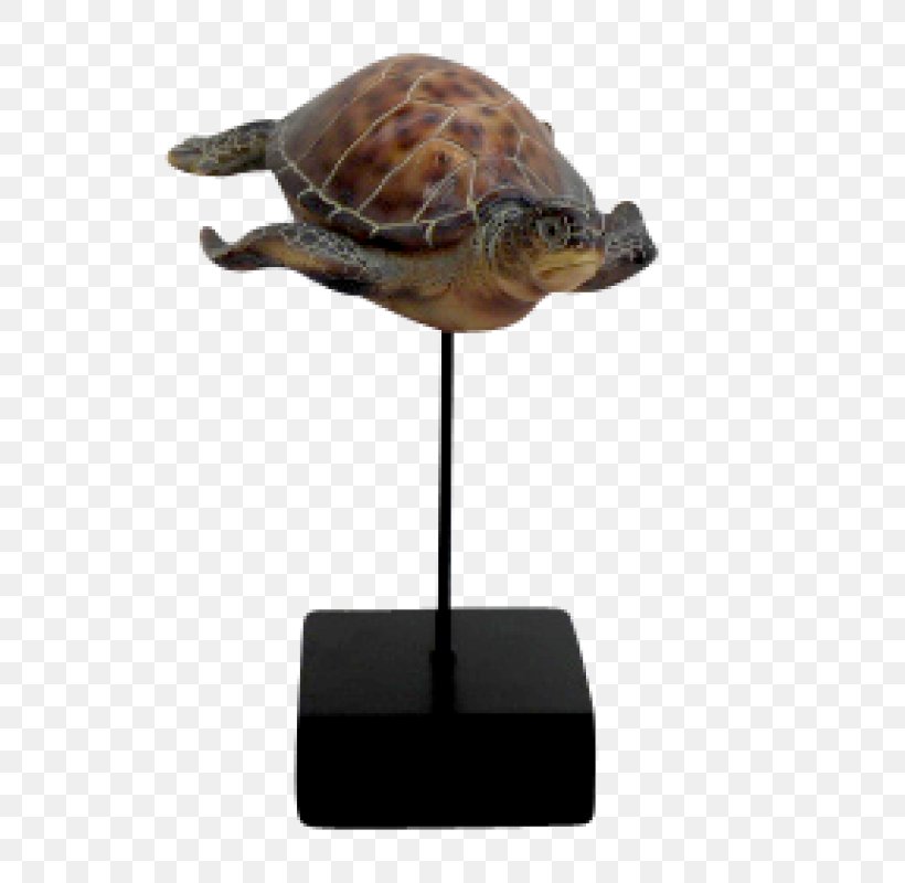 Box Turtle Sea Turtle Tortoise, PNG, 800x800px, Box Turtle, Emydidae, Reptile, Sea Turtle, Tortoise Download Free