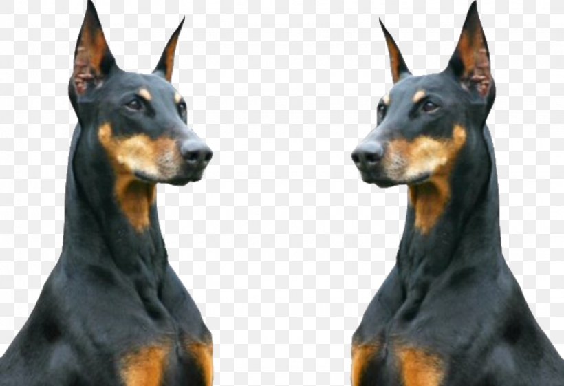 Dobermann Rottweiler Animal Ghetto, PNG, 1536x1051px, Dobermann, Animal, Carnivoran, Color, Cuteness Download Free