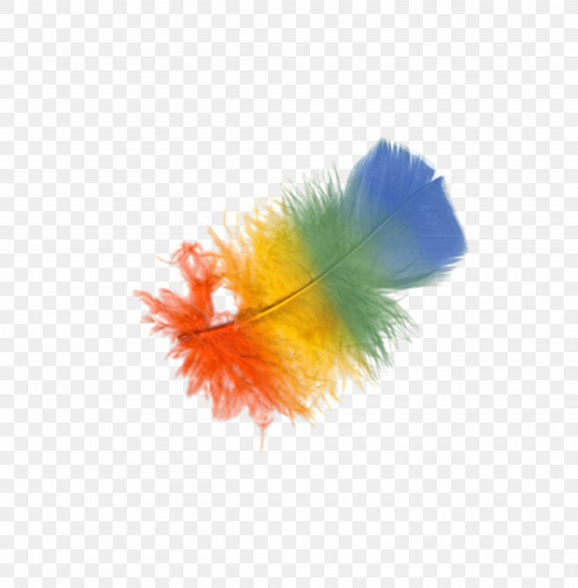 Feather Bird Clip Art, PNG, 4417x4500px, Feather, Bird, Feathered Hair, Orange, Petal Download Free