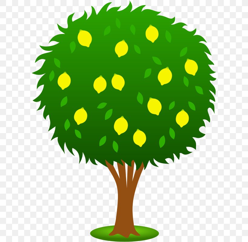 Lemon Fruit Tree Clip Art, PNG, 612x800px, Lemon, Artwork, Citrus, Drawing, Flower Download Free