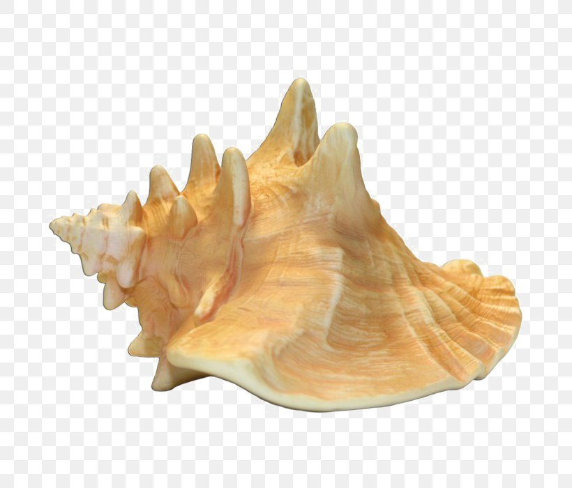 Queen Conch Transparency Image, PNG, 700x700px, Conch, Clams Oysters Mussels And Scallops, Digital Image, Image File Formats, Image Resolution Download Free