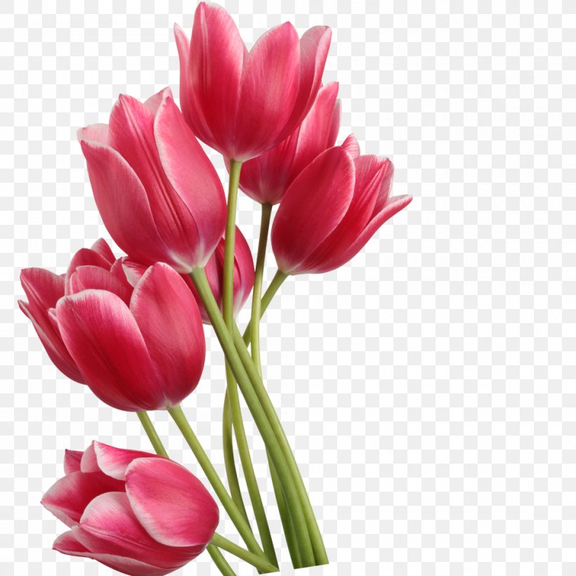 Tulip Clip Art, PNG, 1000x1000px, Tulip, Cut Flowers, Floral Design, Floristry, Flower Download Free