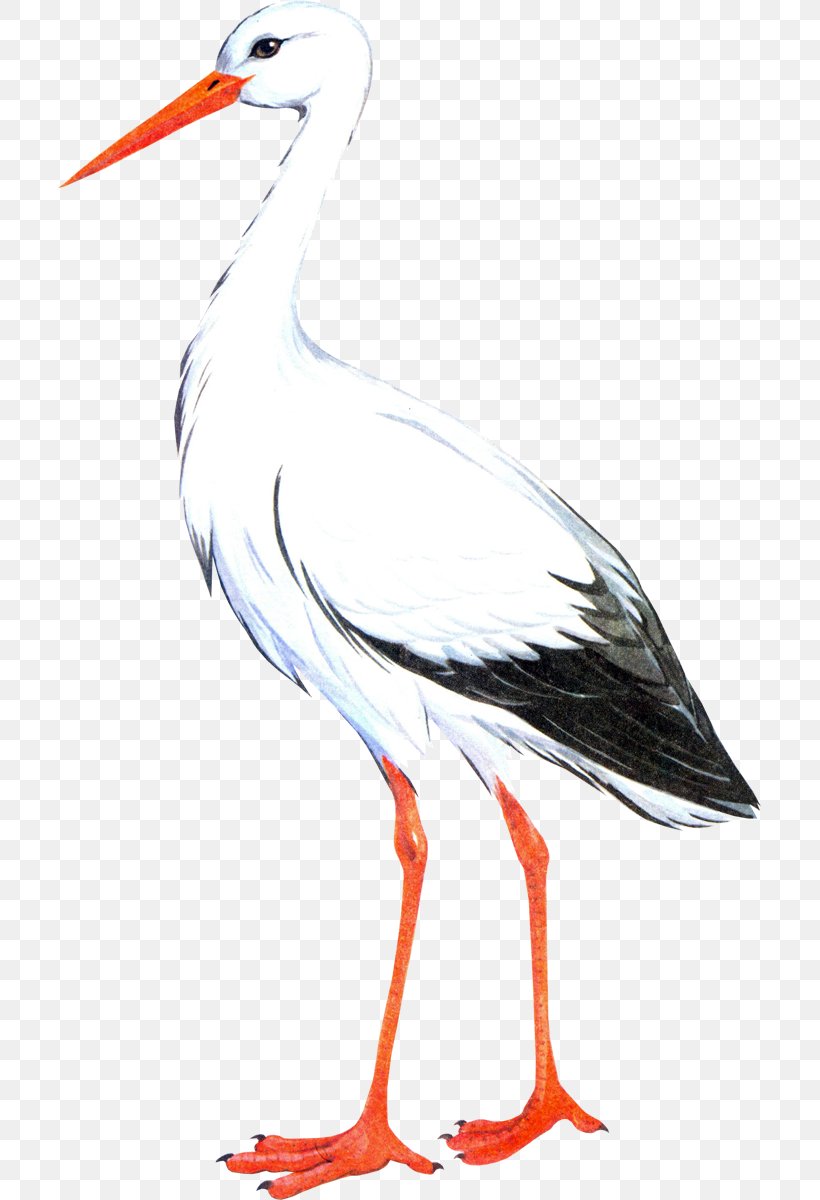 White Stork Bird Crane The Stork Clip Art, PNG, 703x1200px, White Stork, Animal Migration, Beak, Bird, Bird Migration Download Free