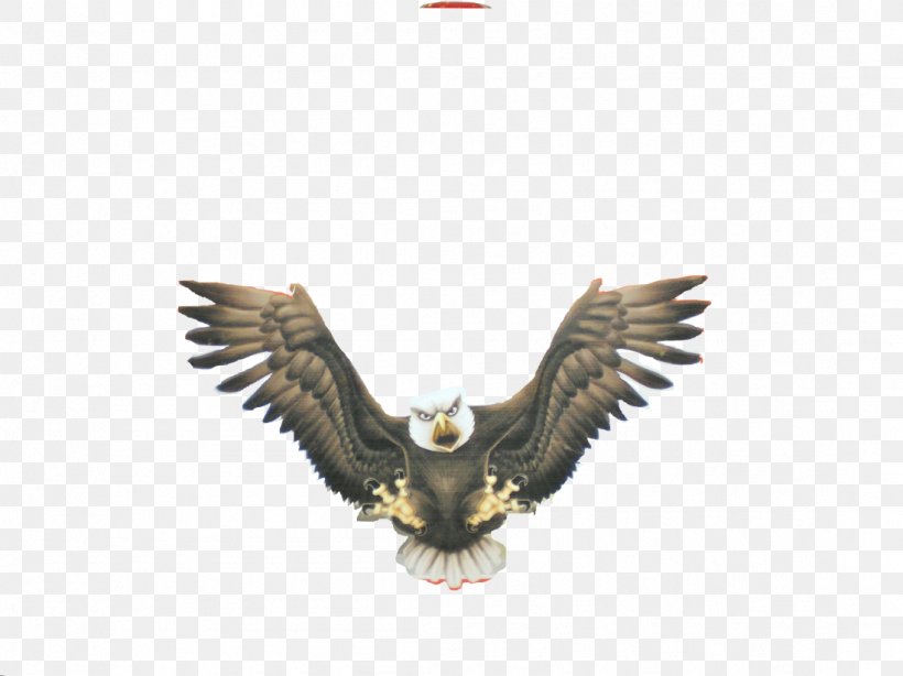 Bald Eagle Buzzard Beak, PNG, 1098x823px, Bald Eagle, Accipitriformes, Beak, Bird, Bird Of Prey Download Free