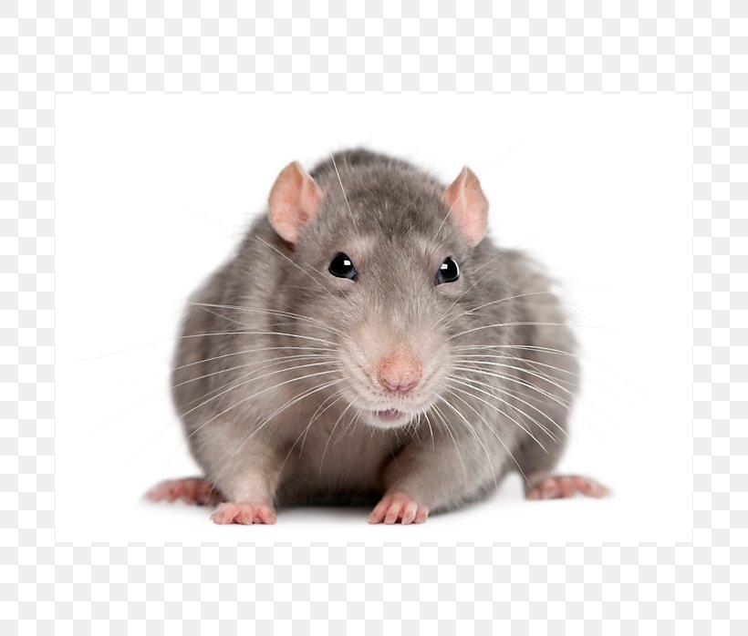 Brown Rat Black Rat Rodent Mouse Laboratory Rat, PNG, 698x698px, Brown Rat, Animal, Black Rat, Dog, Dormouse Download Free