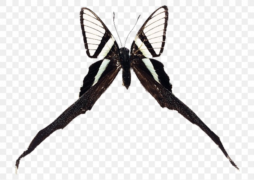 Brush-footed Butterflies Swallowtail Butterfly Insect Moth, PNG, 1067x757px, Brushfooted Butterflies, Arthropod, Brush Footed Butterfly, Butterfly, Insect Download Free