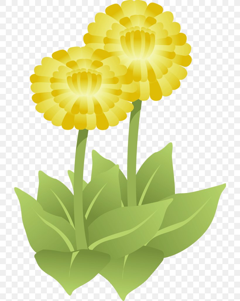 Cut Flowers Common Daisy Floral Design Yellow, PNG, 724x1026px, Flower, Botany, Common Daisy, Cut Flowers, English Marigold Download Free