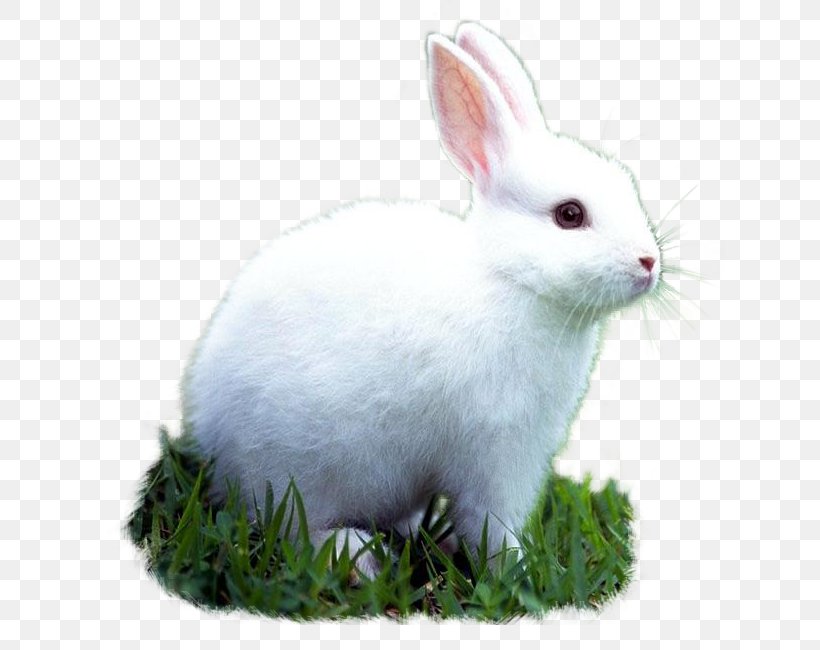 Domestic Rabbit Pet Animal European Rabbit, PNG, 630x650px, Rabbit, Animal, Animal Shelter, Animal Testing, Bird Download Free