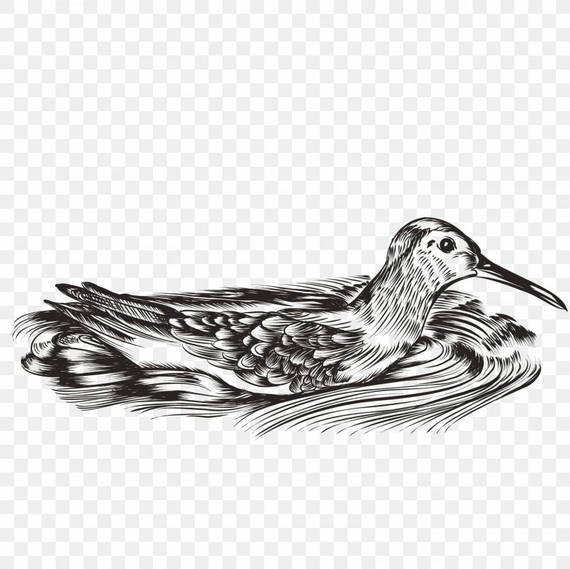 Duck Water Bird Waterfowl, PNG, 1600x1600px, Duck, Anseriformes, Beak, Bird, Black And White Download Free