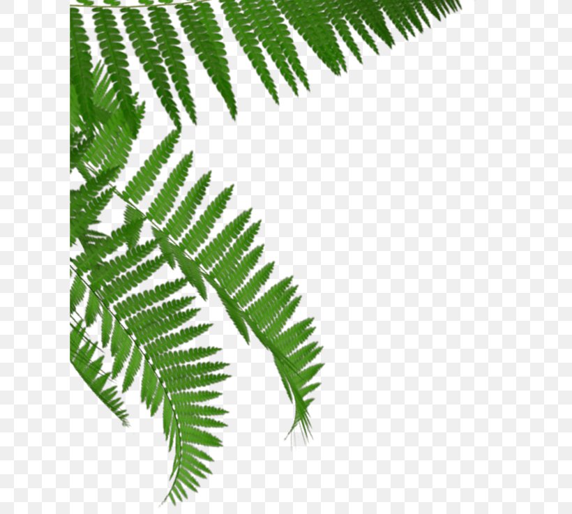 Fern Tea Tree HTTP Cookie Plant Stem, PNG, 620x737px, Fern, Family, Ferns And Horsetails, Fruit Tree, Granini Download Free