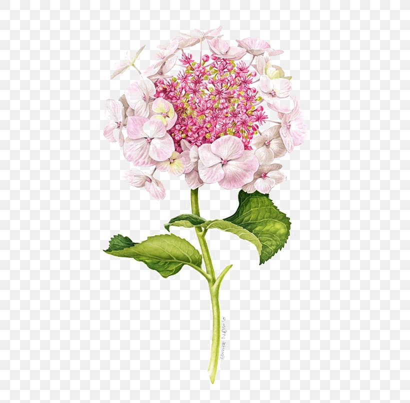 Flower Drawing Illustration, PNG, 564x806px, Flower, Artificial Flower, Blossom, Color, Cornales Download Free