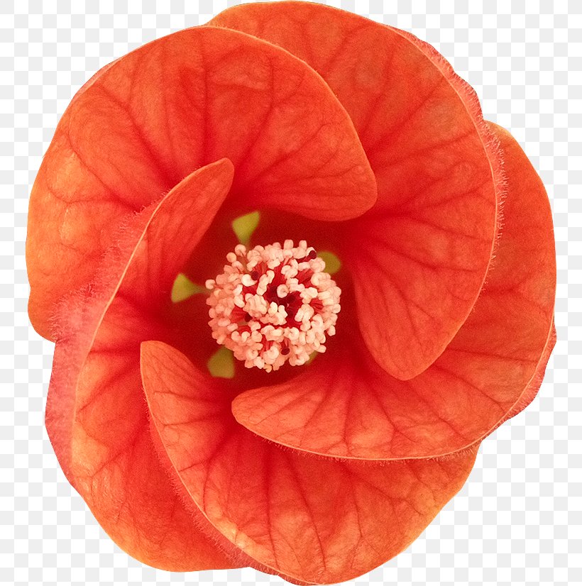 Hibiscus, PNG, 750x826px, Hibiscus, Flower, Mallow Family, Malvales, Orange Download Free