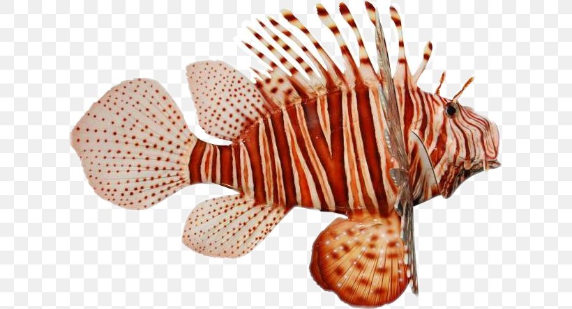 Red Lionfish Zebra Lionfish Pufferfish Clip Art, PNG, 621x444px, Red Lionfish, Coral Reef, Coral Reef Fish, Fish, Fishing Download Free