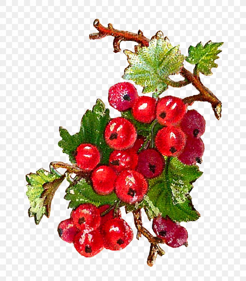 Redcurrant Zante Currant Blackcurrant Berry Fruit, PNG, 1200x1369px, Redcurrant, Berry, Blackcurrant, Botanical Illustration, Botany Download Free