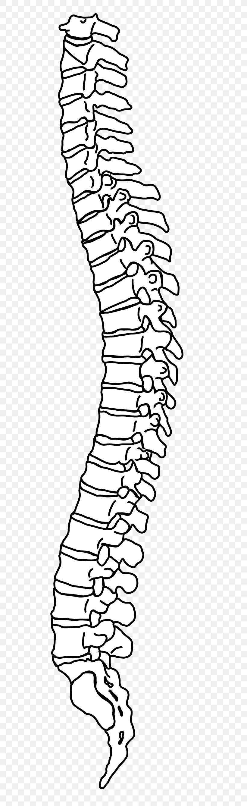 Vertebral Column Drawing Line Art Human Back, PNG, 583x2675px, Watercolor, Cartoon, Flower, Frame, Heart Download Free