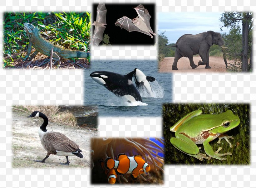 Vertebrate Reptile Bird Los Vertebrados Animales Vertebrados/ Vertabrate Animals, PNG, 1378x1014px, Vertebrate, Amphibian, Animal, Beak, Biology Download Free