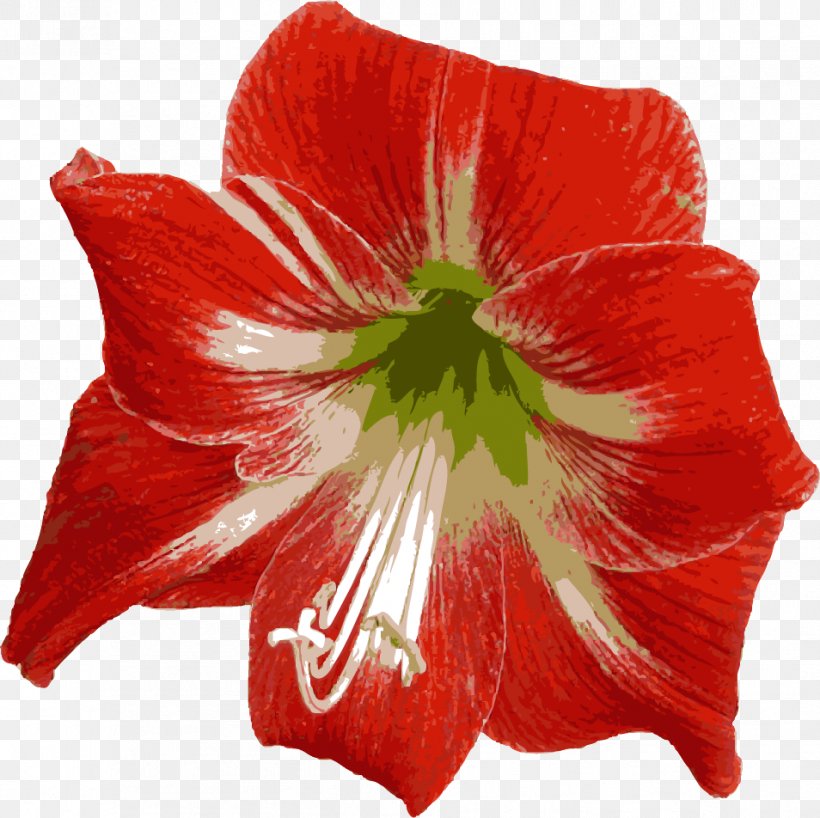 Amaryllis Jersey Lily Red Mallows Belladonna, PNG, 954x952px, Amaryllis, Amaryllis Belladonna, Amaryllis Family, Belladonna, Flower Download Free