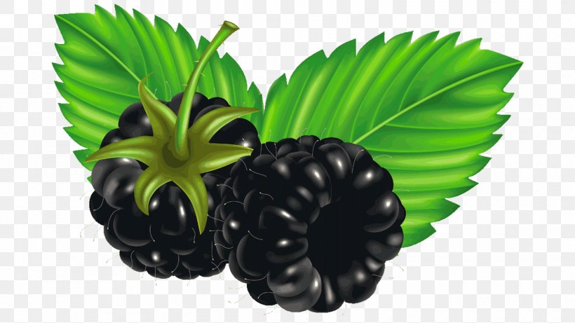 Blackberry Blueberry Clip Art, PNG, 1600x900px, Blackberry, Berry, Blueberry, Drawing, Fruit Download Free