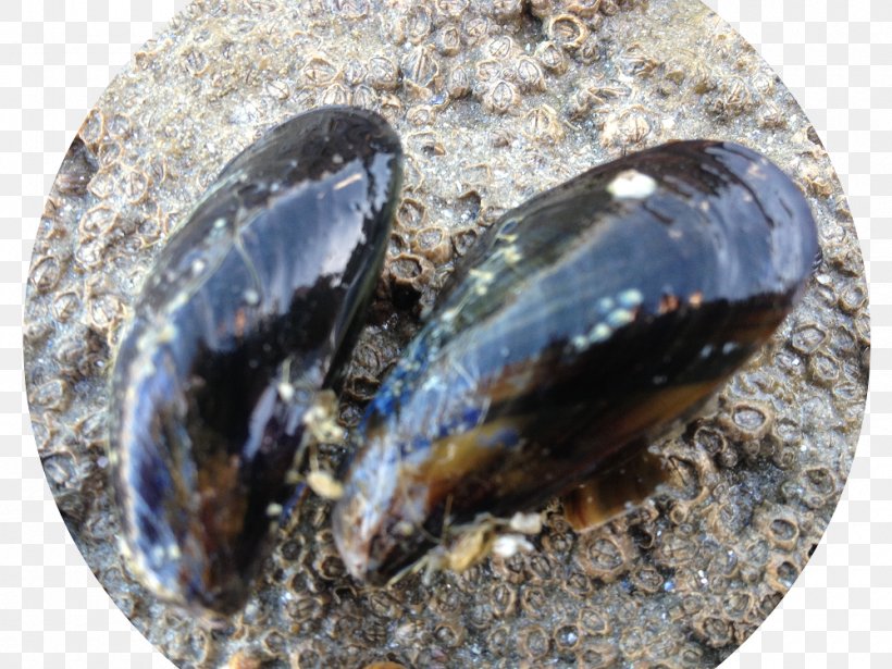 Cockle Mussel Clam, PNG, 1000x750px, Cockle, Animal Source Foods, Clam, Clams Oysters Mussels And Scallops, Invertebrate Download Free