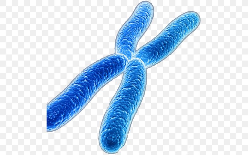 Galaxy Macau Chromosome Disease Genetics Medicine, PNG, 512x512px, Galaxy Macau, Anaphase, Biology, Cell Nucleus, Chromosome Download Free
