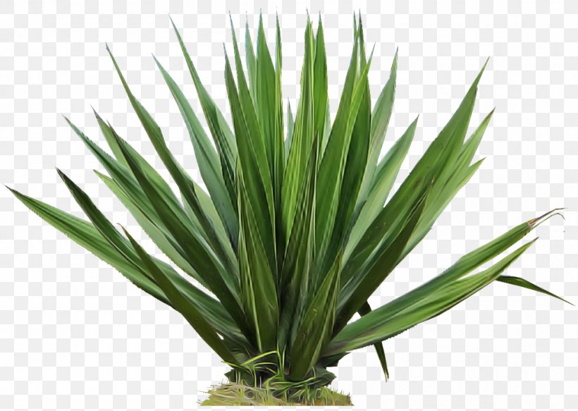 Plant Yucca Grass Flower Houseplant, PNG, 1000x712px, Plant, Agave, Flower, Flowering Plant, Grass Download Free