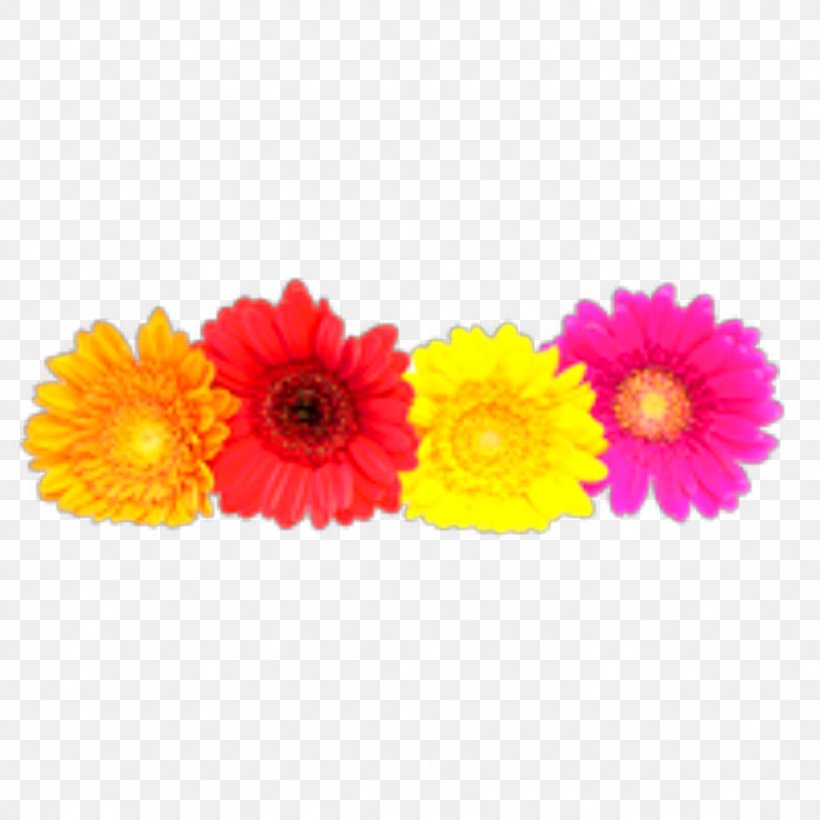 Transvaal Daisy Daisy Family Clip Art Common Daisy Stock Photography, PNG, 1024x1024px, Transvaal Daisy, Annual Plant, Calendula, Common Daisy, Cut Flowers Download Free