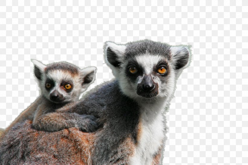 Ape Lemuridae Monkey Pixabay Mammal, PNG, 1200x800px, Ape, Animal, Child, Fauna, Fur Download Free