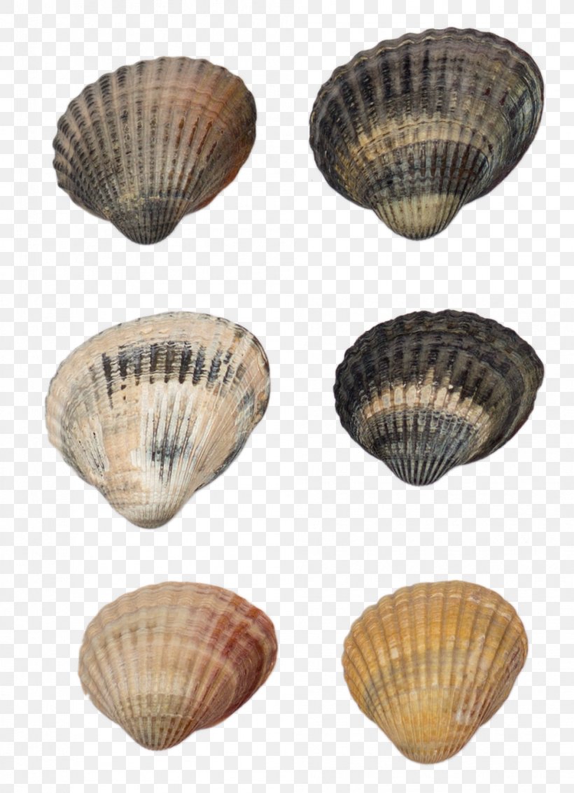 Cockle Shellfish Seashell Conchology, PNG, 995x1375px, Cockle, Clam, Clams Oysters Mussels And Scallops, Conchology, Google Images Download Free