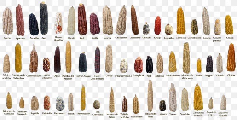 International Maize And Wheat Improvement Center Agriculture Plant Breeding Crop, PNG, 1662x843px, Maize, Agriculture, Ammunition, Bullet, Corn Kernel Download Free