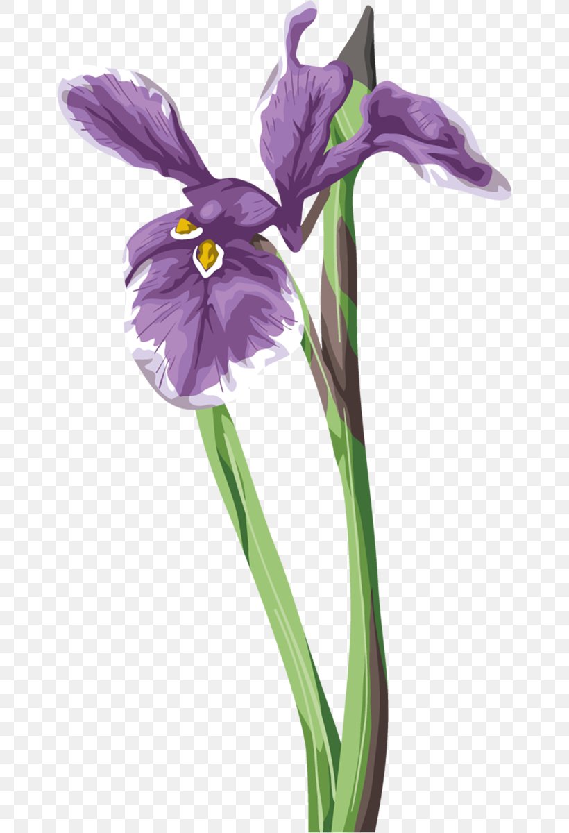 Irises Clip Art, PNG, 656x1200px, Irises, Cut Flowers, Flower, Flowering Plant, Iris Download Free