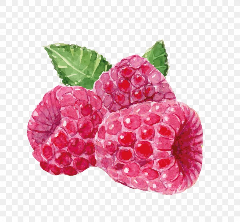 Red Raspberry Loganberry Boysenberry Yoghurt, PNG, 888x823px, Raspberry, Bacteria, Berry, Bifidobacterium, Boysenberry Download Free