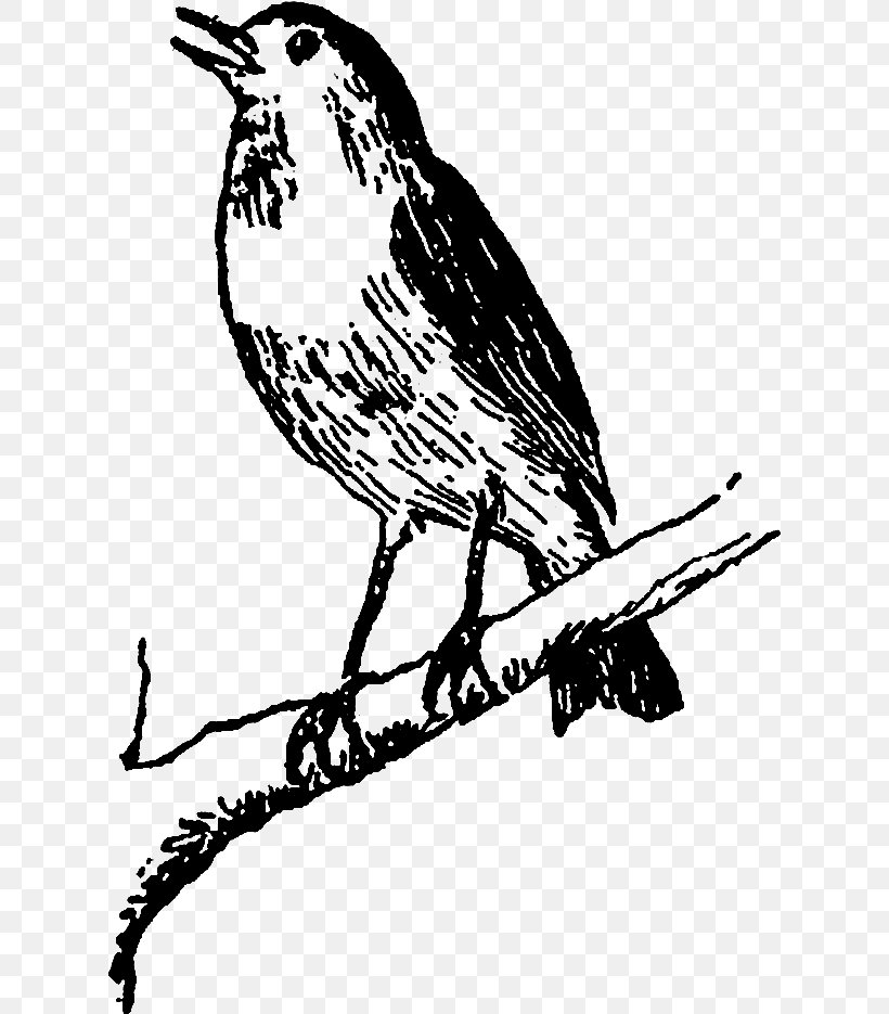 Bird Beak Coloring Book Songbird Perching Bird, PNG, 621x935px, Bird, Beak, Branch, Coloring Book, Perching Bird Download Free