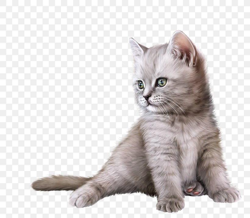 British Shorthair Kitten British Semi-longhair American Shorthair Malayan Cat, PNG, 800x714px, British Shorthair, American Shorthair, American Wirehair, Asian, Asian Semi Longhair Download Free