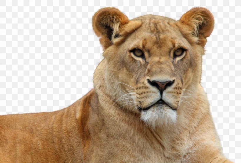 East African Lion Felidae, PNG, 850x576px, East African Lion, Big Cat, Big Cats, Cat Like Mammal, Felidae Download Free