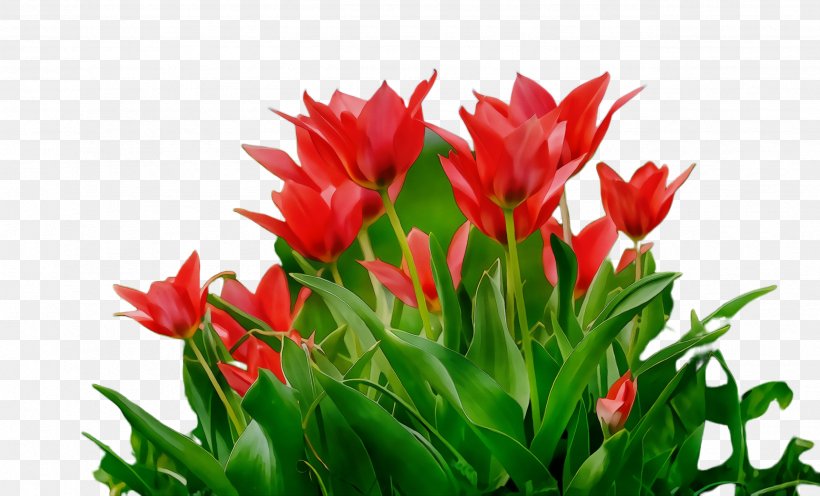 Flower Flowering Plant Plant Tulip Petal, PNG, 2572x1556px, Watercolor, Castilleja, Flower, Flowering Plant, Lily Family Download Free