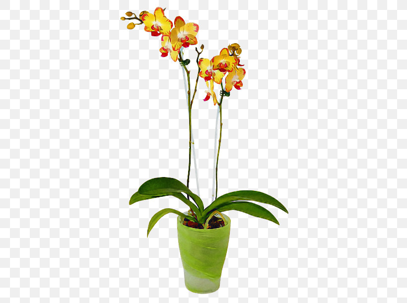 Flower Plant Moth Orchid Flowerpot Houseplant, PNG, 500x611px, Flower, Cattleya, Cut Flowers, Dendrobium, Flowerpot Download Free