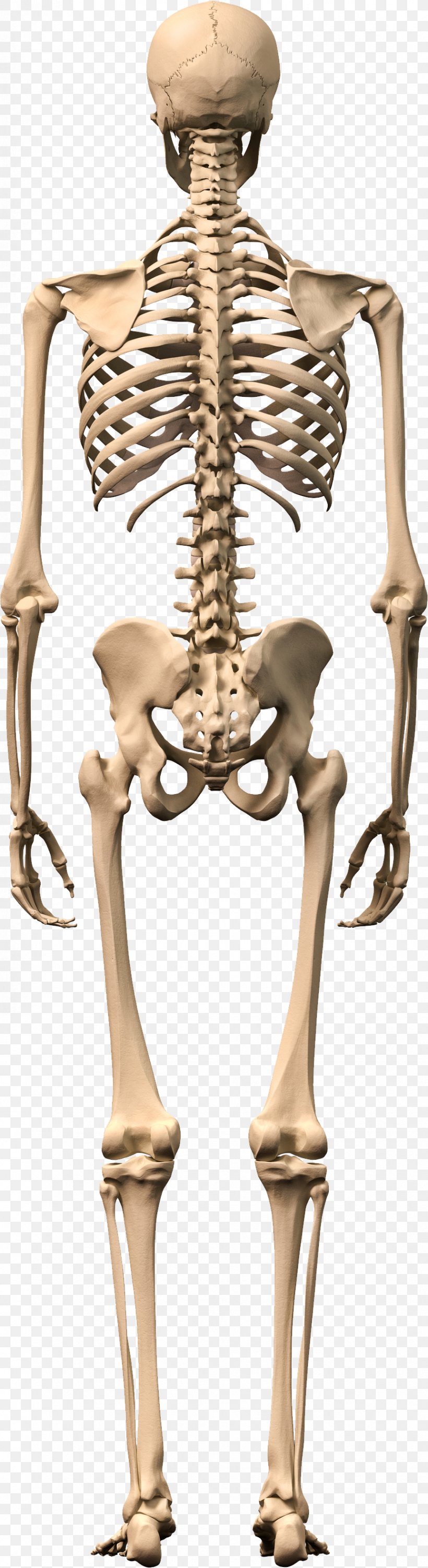 Human Skeleton Human Body Stock Photography Bone, PNG, 863x3161px, Human Skeleton, Bone, Homo Sapiens, Human Body, Joint Download Free