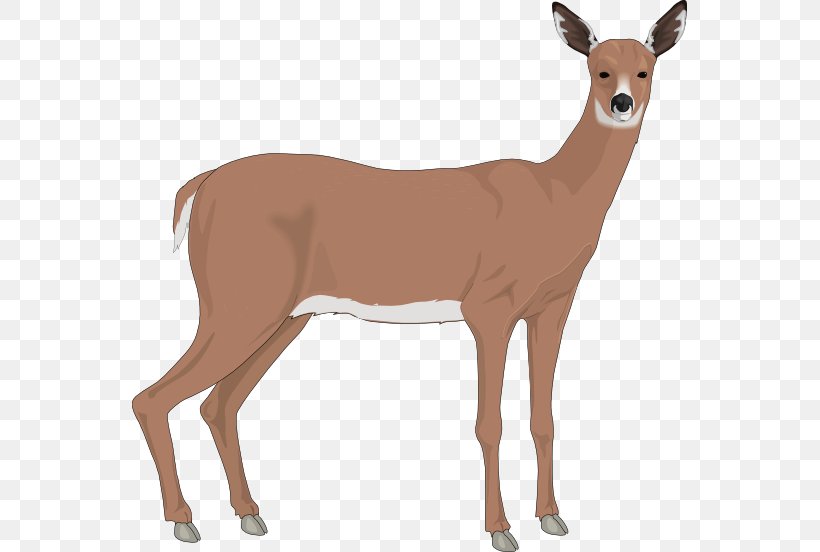 The White-tailed Deer Reindeer Clip Art, PNG, 555x552px, Deer, Antelope, Antler, Cuteness, Drawing Download Free