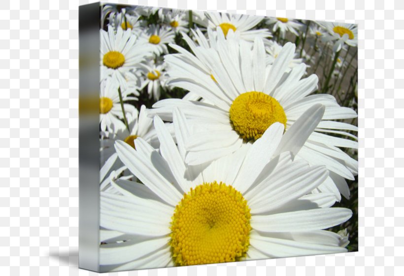 Common Daisy Chrysanthemum Daisy Family Oxeye Daisy Flora, PNG, 650x560px, Common Daisy, Aster, Chrysanthemum, Chrysanths, Cut Flowers Download Free