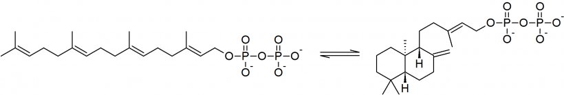 Isomerase Intramolecular Reaction Molecule Carotene, PNG, 2057x348px, Isomerase, Alphacarotene, Black And White, Carotene, Chemical Reaction Download Free