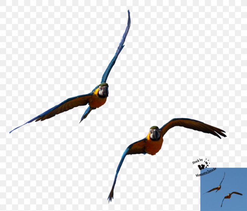 Beak Parrot Hyacinth Macaw Conure, PNG, 966x827px, Beak, Bird, Conure, Falcon, Fauna Download Free