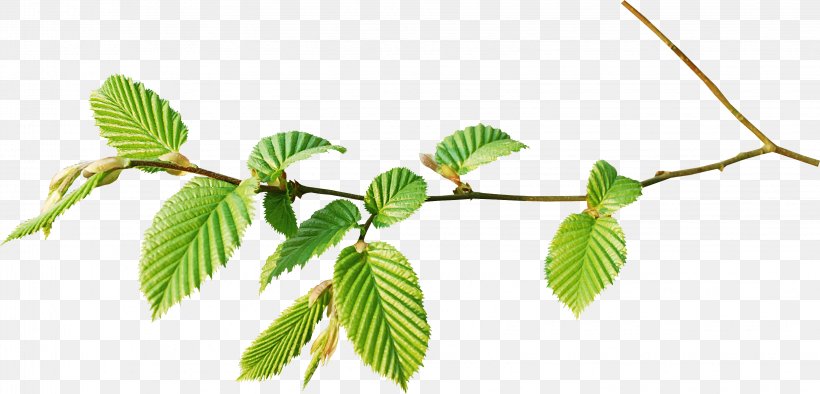 Branch Leaf Tree Twig, PNG, 3257x1568px, Branch, Flower, Leaf, Liana, Plant Download Free